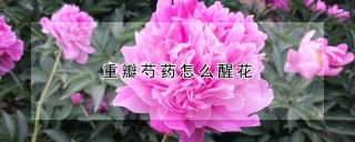 重瓣芍药怎么醒花,第1图