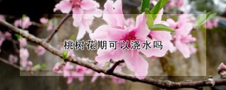 桃树花期可以浇水吗,第1图