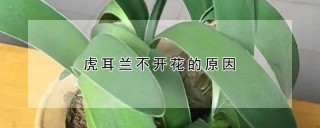 虎耳兰不开花的原因,第1图