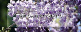 紫藤的花苞是什么样子的,第1图