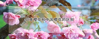 日本樱花和中国樱花的区别,第1图