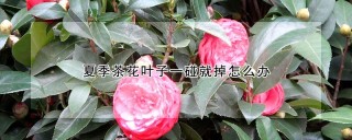 夏季茶花叶子一碰就掉怎么办,第1图