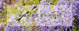 紫藤和葛花是一样的吗,第1图