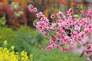 桃花夏季如何修剪，对桃花进行摘心以及疏枝处理,第1图