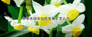 冬季水培水仙花发黄了怎么办,第1图