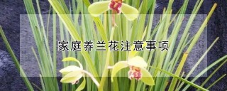 家庭养兰花注意事项,第1图