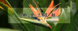 鹤望兰花期,第1图