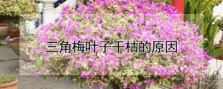 三角梅叶子干枯的原因,第1图