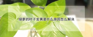 绿萝的叶子发黄是什么原因怎么解决,第1图