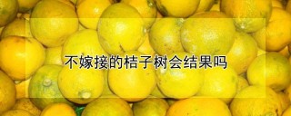 不嫁接的桔子树会结果吗,第1图