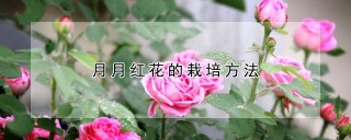 月月红花的栽培方法,第1图