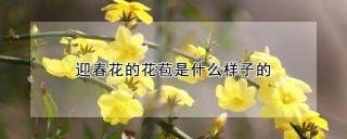 迎春花的花苞是什么样子的,第1图