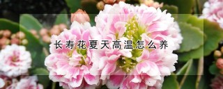 长寿花夏天高温怎么养,第1图