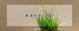 菖蒲长什么样子,第1图