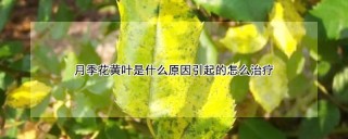 月季花黄叶是什么原因引起的怎么治疗,第1图