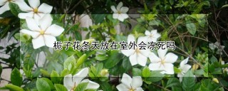 栀子花冬天放在室外会冻死吗,第1图