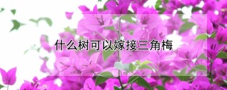 什么树可以嫁接三角梅,第1图