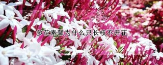 多花素馨为什么只长枝不开花,第1图