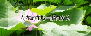 荷花的花期一般有多长,第1图