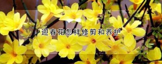 迎春花怎样修剪和养护,第1图