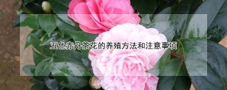 五色赤丹茶花的养殖方法和注意事项,第1图