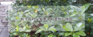 栀子花叶尖发黑干枯是什么原因,第1图