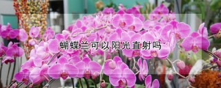 蝴蝶兰可以阳光直射吗,第1图