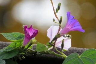 牵牛花什么时候开花什么时候不开花,第3图