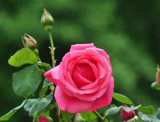 玫瑰月季蔷薇花怎么区别，玫瑰月季蔷薇花三种区别方法,第5图