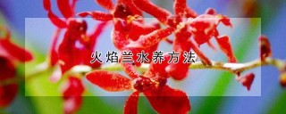 火焰兰水养方法,第1图