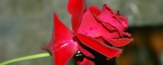 真正的玫瑰花有刺吗,第1图