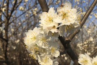 樱花和樱桃花一样吗,第2图