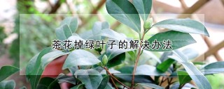 茶花掉绿叶子的解决办法,第1图