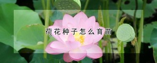 荷花种子怎么育苗,第1图