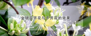 金银花开花与不开花的效果,第1图