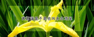 黄菖蒲是不是也叫水生鸢尾,第1图