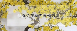 迎春花在室内养殖方法,第1图