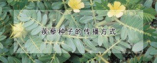 蒺藜种子的传播方式,第1图