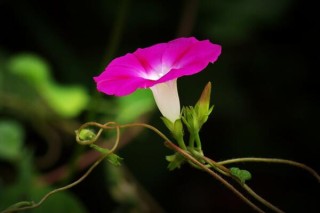 牵牛花的种植方法图解，确保种子成活的4大要点,第1图