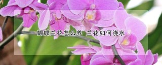 蝴蝶兰花怎么养 兰花如何浇水,第1图