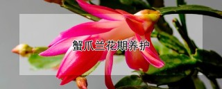 蟹爪兰花期养护,第1图