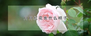 月月红花长什么样子,第1图