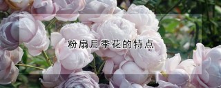 粉扇月季花的特点,第1图