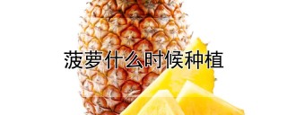 菠萝什么时候种植,第1图