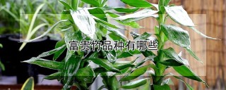 富贵竹品种有哪些,第1图