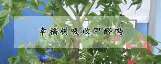 幸福树吸收甲醛吗,第1图