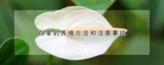 白掌的养殖方法和注意事项,第1图