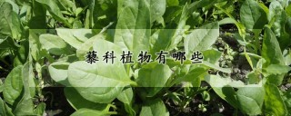 藜科植物有哪些,第1图