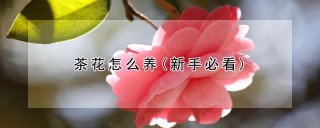 茶花怎么养(新手必看),第1图