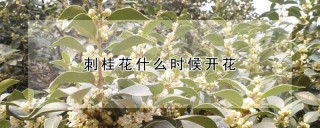 刺桂花什么时候开花,第1图